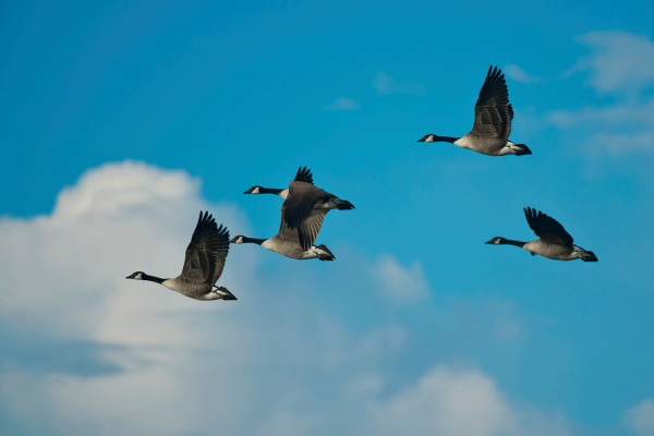 Why The Geese Get It Right | Action Resources by Jerry Campagna