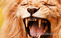 Lion chasers realize that impossible odds can become improbably victories.